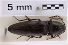 Foto (Dorsalansicht) von Melanotus chiricahuae (Knull, 1962) (NHMW-ZOO-COL-0007787)